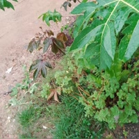 Josivaldo Martins287 (@dsgyx946) on Kwai