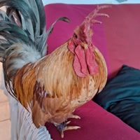 Fred (@Malu49) on Kwai