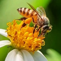 Pijat mbah maryono terbaru twiter