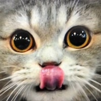 Cats meow bar