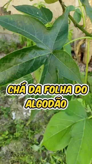 Cantinho Das ervas oficial dannnygomesofc . udio original criado por Cantinho Das ervas oficial . super dica videoslongos Plantas algodao Sa de dicas