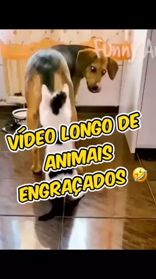 video engracado de animais que falam