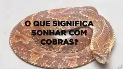 Sonhar com Cobras - Pr Vinicius Iracet 