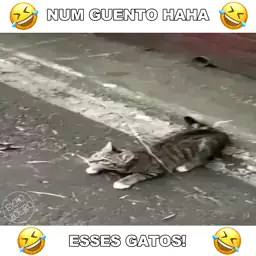 Gatos falando engraçados tente não rir gatos falantes #gatosengraçados