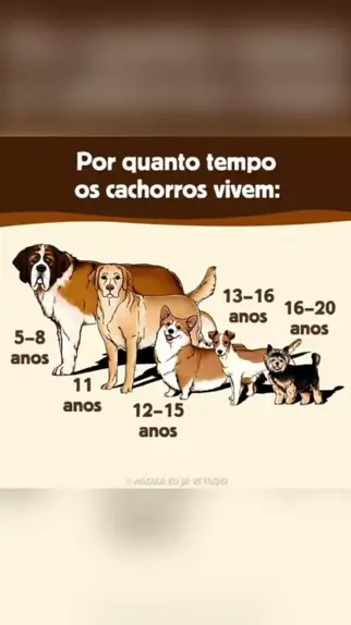 Quantos anos vive um cachorro vira-lata? Descubra!