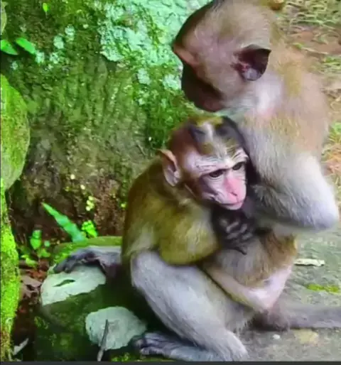 Mamãe MACACO carrega FILHOTE que MORREU! #bichos #biologia