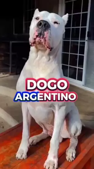 Clássico Canino: Fila Brasileiro vs. Dogo Argentino
