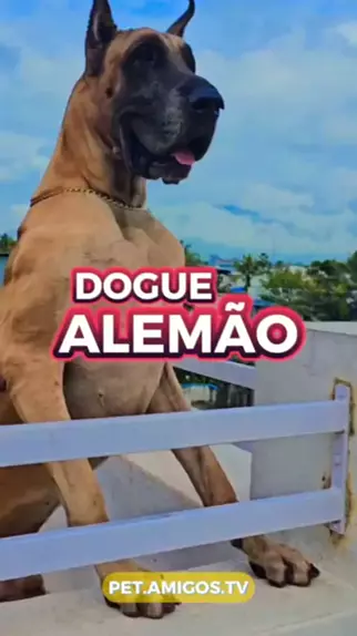 Dogue alemão nos Estados Unidos ganha título de “cachorro mais alto do mundo“