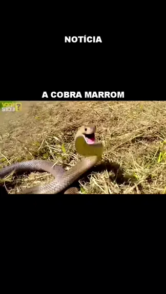 cobra marrom oriental