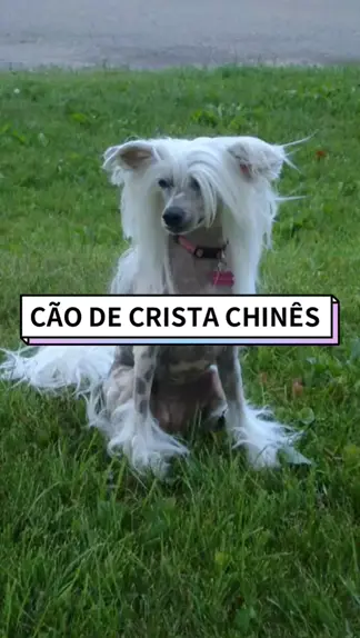 Cão de Crista Chinês - saiba tudo sobre a raça