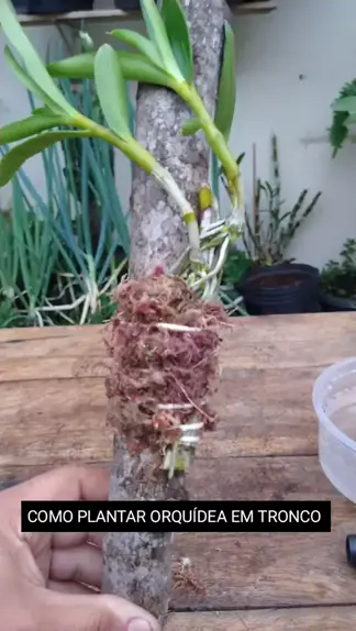 Posso plantar orquídea em qualquer tipo de madeira? #orquidea
