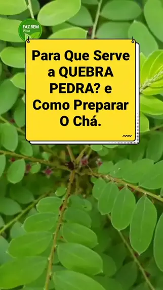 Faz Bem Dicas fazbemdicas1 . udio original criado por Faz Bem Dicas. Para que serve a Quebra Pedra e como preparar o ch . quebrapedra planta remediocaseiro Sa de dicas