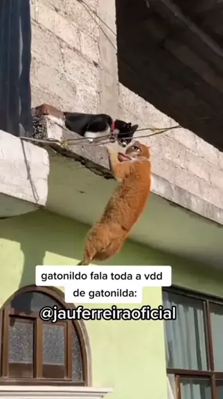 Gatonildo