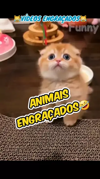 video engracado de animais que falam