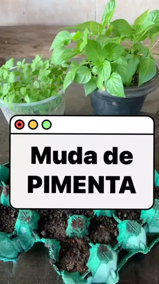 Como plantar pimenta calabresa ou qualquer outro tipo em sua horta 