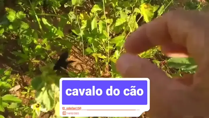 A aranha zumbi e a vespa Cavalo do cão 