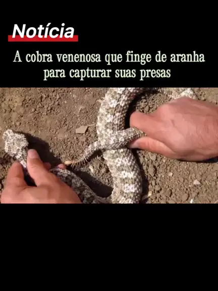 Cobra azul rara #viral #vibora