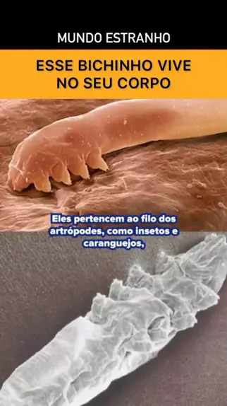 artrópodes insetos com conceito edofilo | Discover