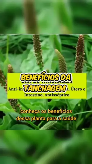 os benef cios da tanchagem Discover