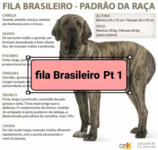 raça de cão brasileira