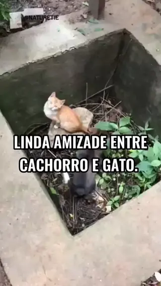 Gatos falando engraçados tente não rir gatos falantes #gatosengraçados