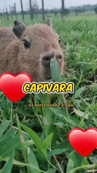 Meu nome é CLARA a CAPIVARA #shorts #viral #shortsviral #capivara