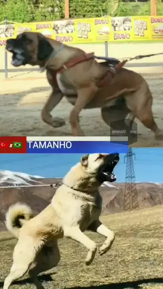 fila brasileiro vs cane corso