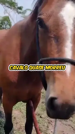 video do cara matando cavalo com faca