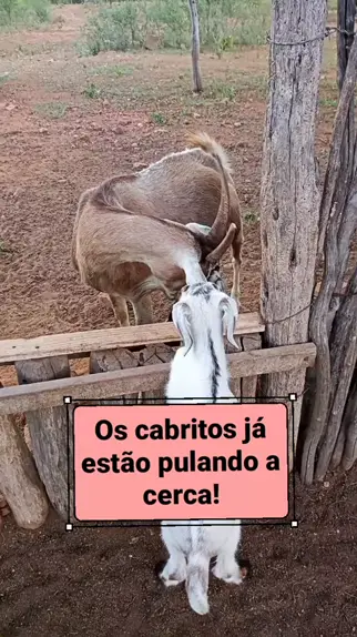 CAVALO PULANDO sem CABRESTO * Caiu? 