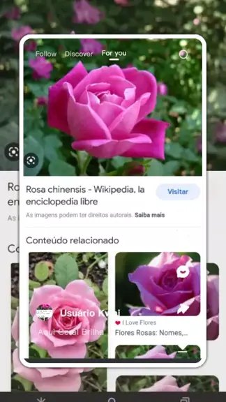 Rosa chinensis - Wikipedia