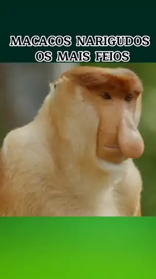 os macacos mais feios do mundo