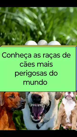 Conheça as 6 RAÇAS DE CÃES MAIS PERIGOSAS - PORTAL CAMBÉ