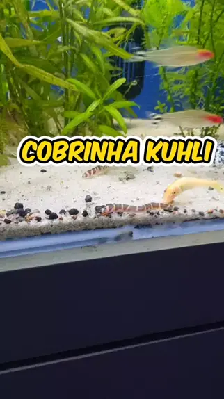 Cobrinha kuhli