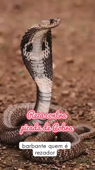 FIZ A ORAÇÃO PRA COBRA ENTRAR! COBRA É DURA AS VEZES! BLAZE SLOTS