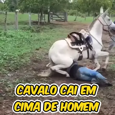 video de homem matando cavalo