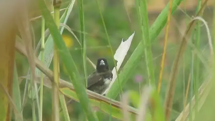 O pássaro Papa-capim cantando solto na natureza