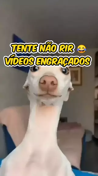 TENTE NÃO RIR IMPOSSÍVEL - Melhores Memes e Vídeos Engraçados 2023