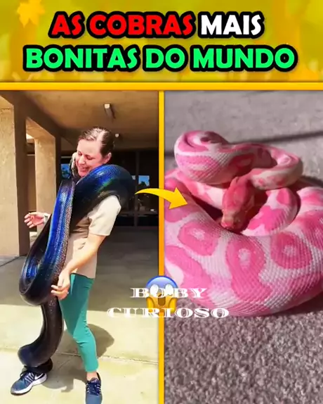 As 5 Cobras Mais Perigosas do Brasil, Biólogo Henrique o Biólogo das Cobras