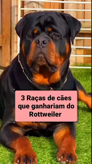 O grande cão de guarda Dogo Argentino » Cão em Foco