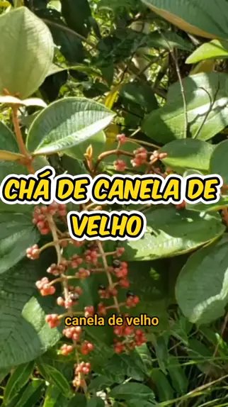 Alan Amorim AlanAmorim2023 . udio original criado por Alan Amorim. Ch de canela de velho plantasmedicinais informa ao Plantas chas Sa de