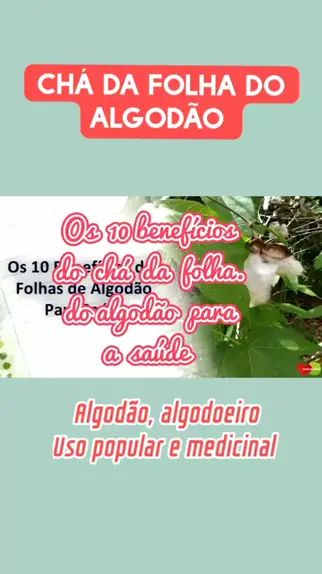 cha de folha de algodao gravida pode tomar Discover