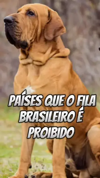 Fila Brasileiro: conheça as características desse cão