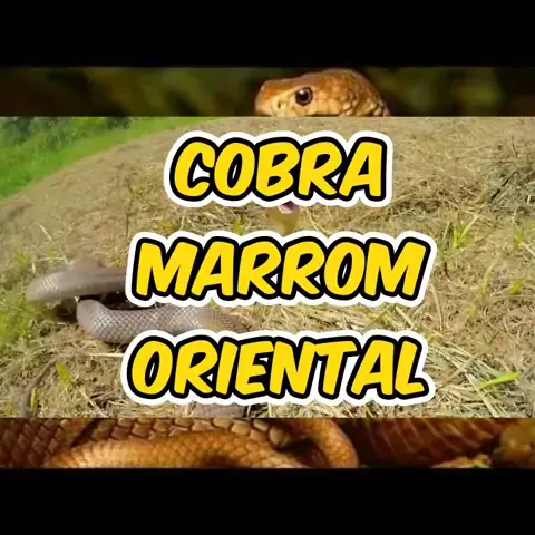 cobra marrom oriental