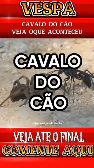 A aranha zumbi e a vespa Cavalo do cão 