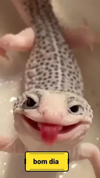 leopard gecko happy