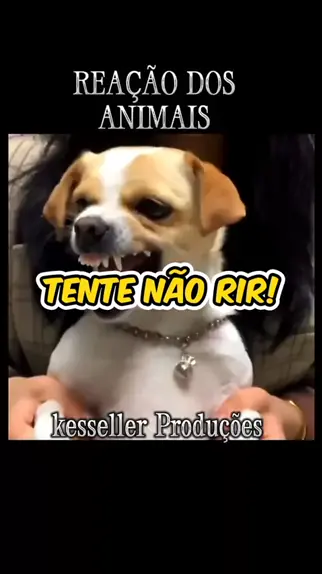 TENTE NÃO RIR! - ANIMAIS QUE FALAM [+10] 