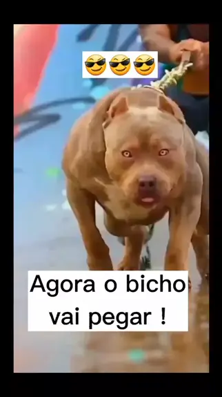 melzinha mel cachorra meme