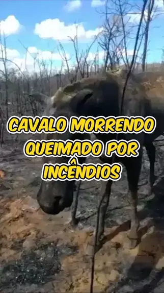 VEJA VÍDEO: Cavalo agonizando e todo queimado, após incêndio