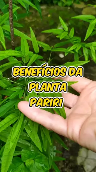 Ozana Aleixo436 hlrvr800 . udio original criado por Ozana Aleixo436. benef cios da planta pariri pra sa de