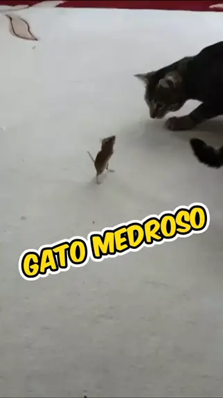 Gato aventureiro 😂 #engraçado #rato #fypシ #humor #viral